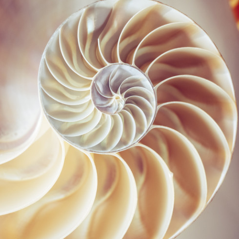 a close up of a snail shell