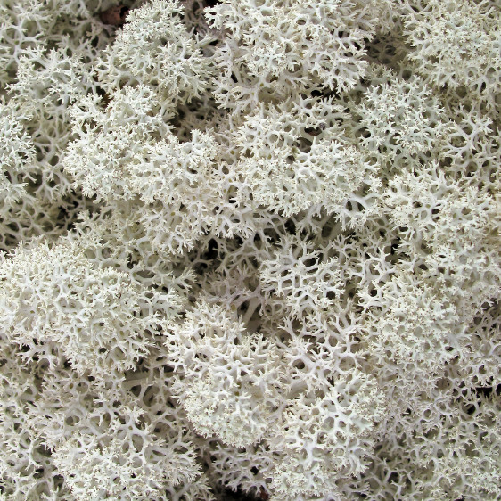 a close up of a white flower