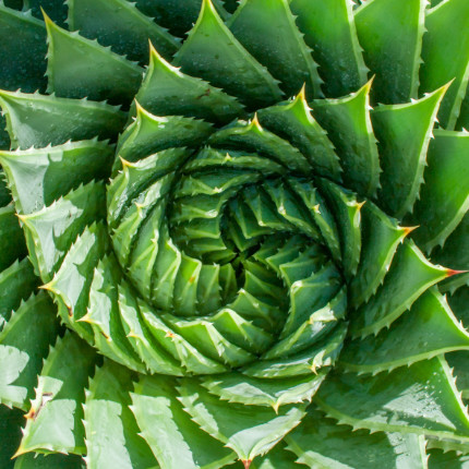 a close up of a plant