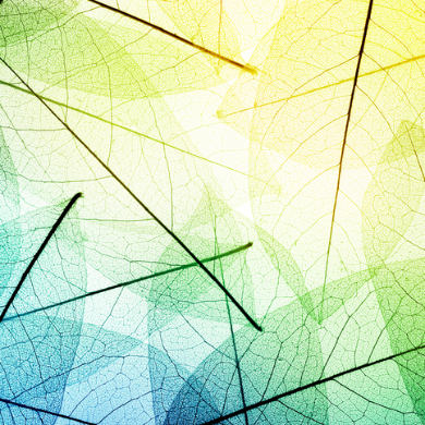 a close-up of a leaf