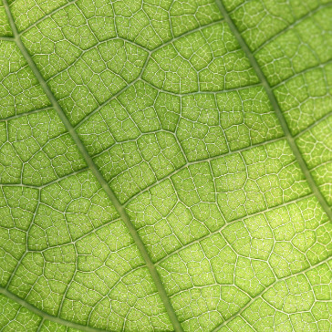 a close-up of a leaf